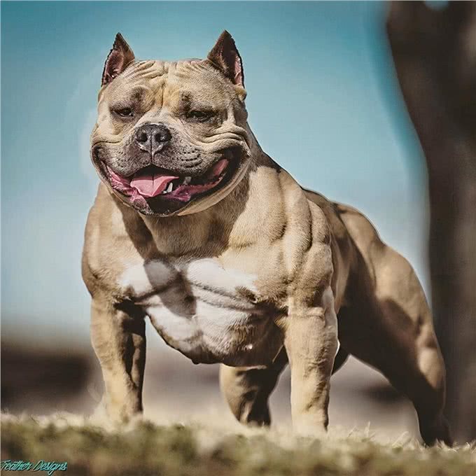 比特犬vs狼獾，家养与野生的巅峰对决，谁才是最无畏的王者?