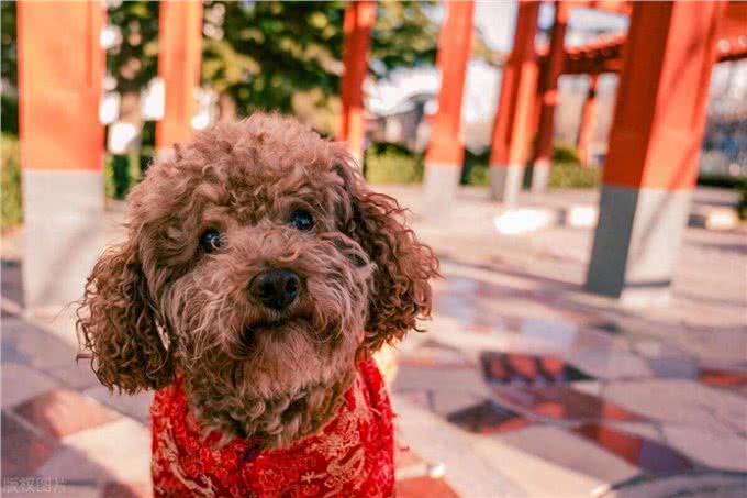 泰迪犬身上有臭味的原因及应对措施!