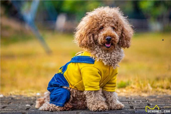 泰迪犬身上有臭味的原因及应对措施!