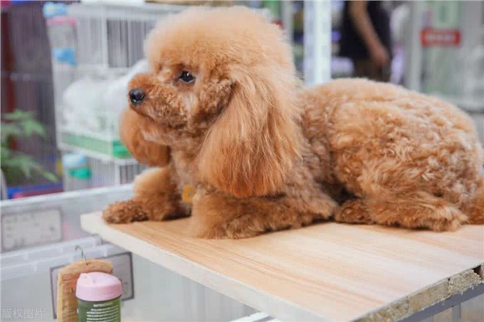 泰迪犬身上有臭味的原因及应对措施!