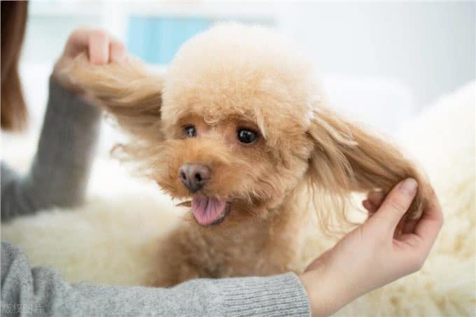 泰迪犬身上有臭味的原因及应对措施!