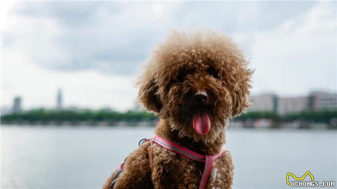 泰迪犬身上有臭味的原因及应对措施!