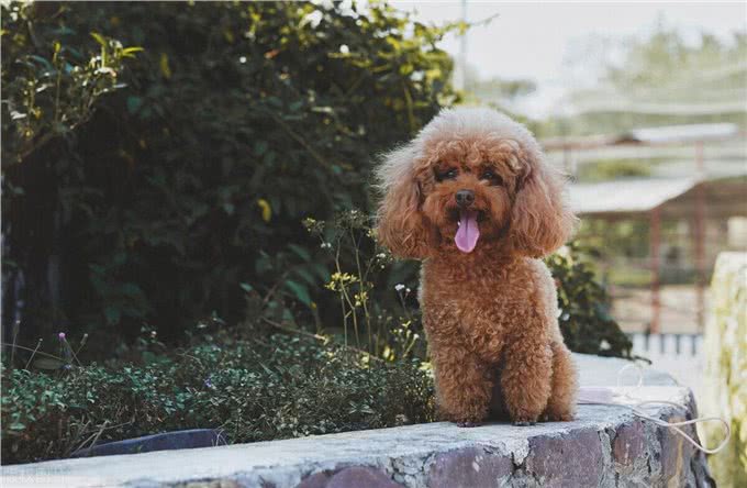 泰迪犬身上有臭味的原因及应对措施!