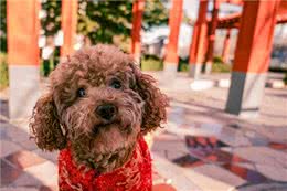 泰迪犬身上有臭味的原因及应对措施!