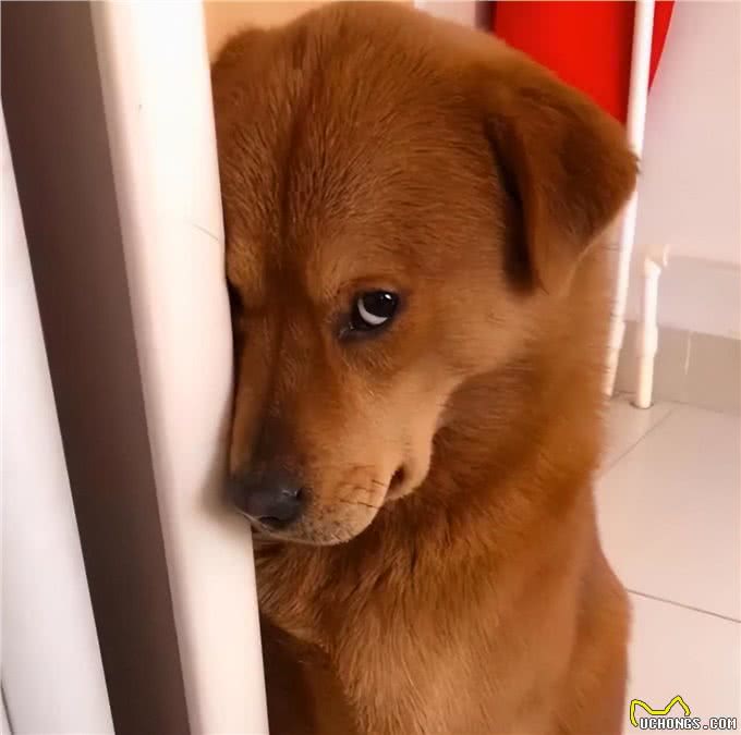 狗狗为什么要把食物叼出碗外?背后的原因让人心疼