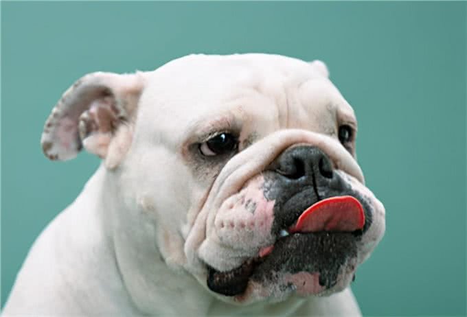 英国斗牛犬多少岁才步入晚年，应该如何照顾?