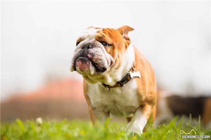 英国斗牛犬多少岁才步入晚年，应该如何照顾?