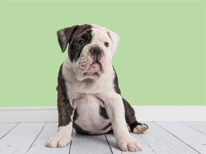 英国斗牛犬多少岁才步入晚年，应该如何照顾?