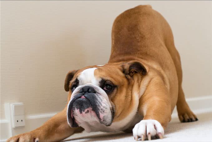 英国斗牛犬多少岁才步入晚年，应该如何照顾?