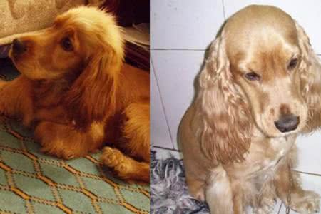 为什么说可卡犬是犬界的暖男?5点让你深刻认识它们