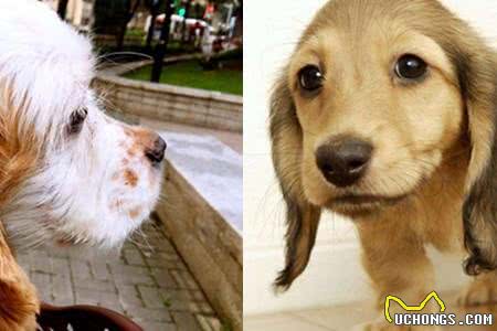 为什么说可卡犬是犬界的暖男?5点让你深刻认识它们