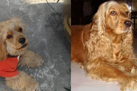 为什么说可卡犬是犬界的暖男?5点让你深刻认识它们