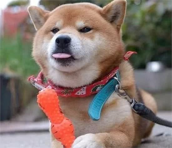 家养宠物犬能不能吃盐
