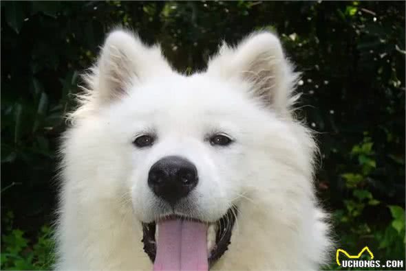 家养宠物犬能不能吃盐