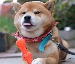 家养宠物犬能不能吃盐