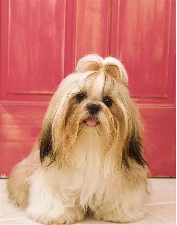 想养西施犬，需要格外注意这几个地方