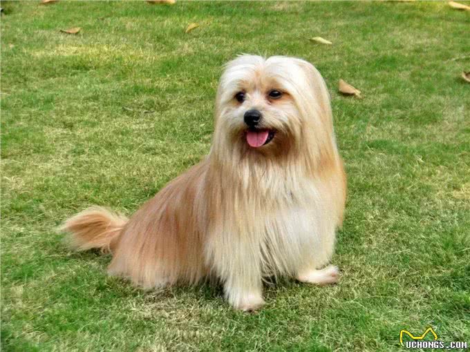 想养西施犬，需要格外注意这几个地方