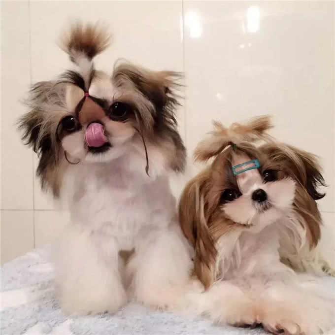 想养西施犬，需要格外注意这几个地方