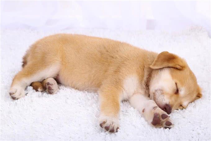 狗狗睡姿大揭秘：从姿势窥探狗狗的性格特点