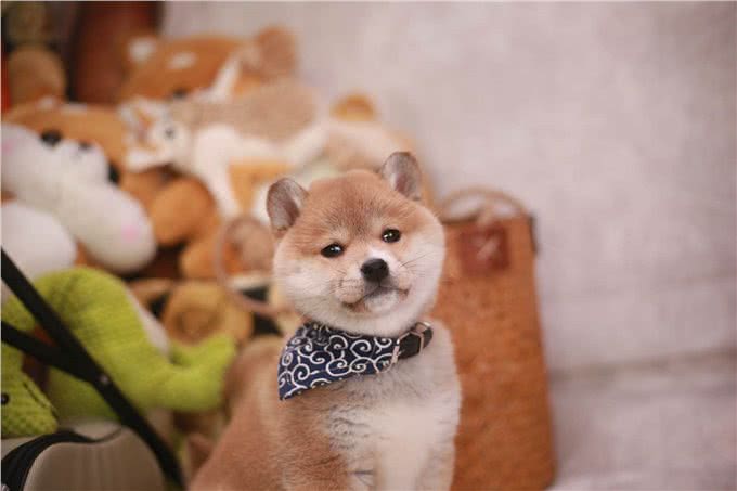 普通柴犬和赛级柴犬的区别