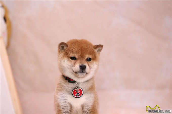 普通柴犬和赛级柴犬的区别