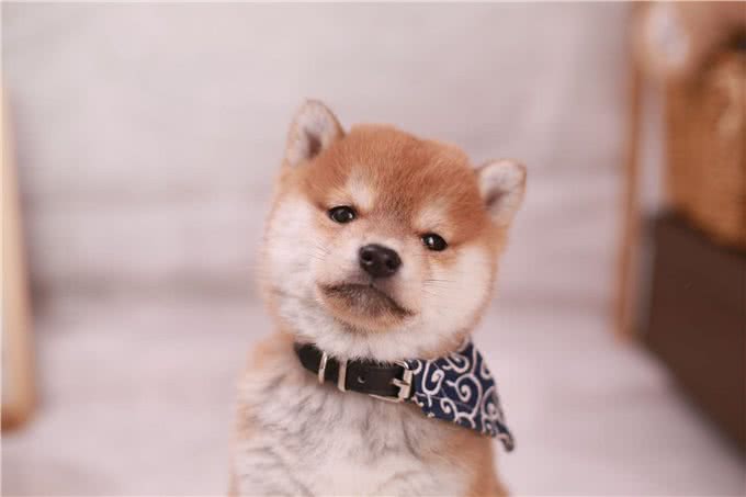 普通柴犬和赛级柴犬的区别