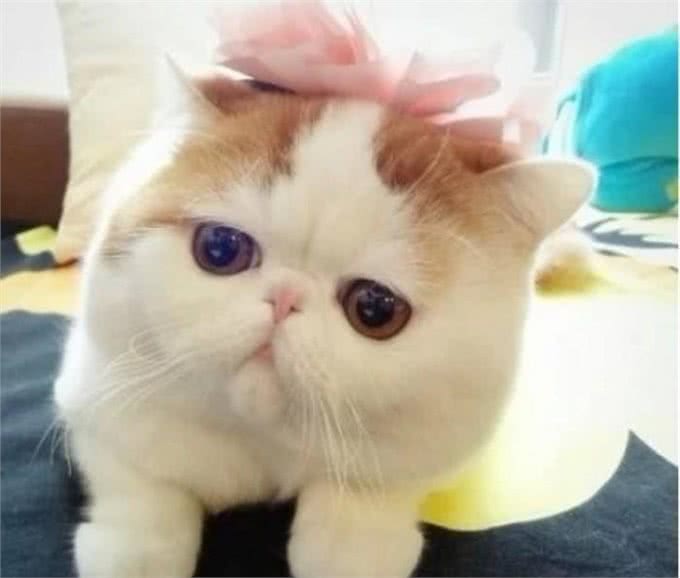 最萌的猫,加菲猫
