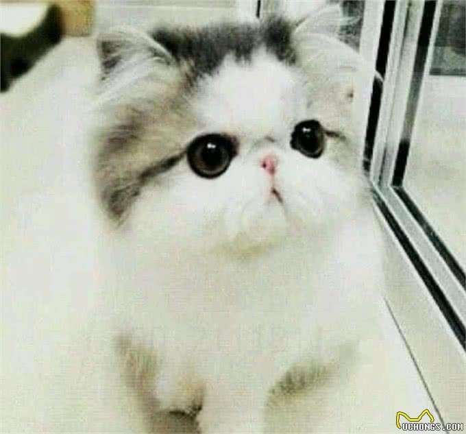最萌的猫,加菲猫