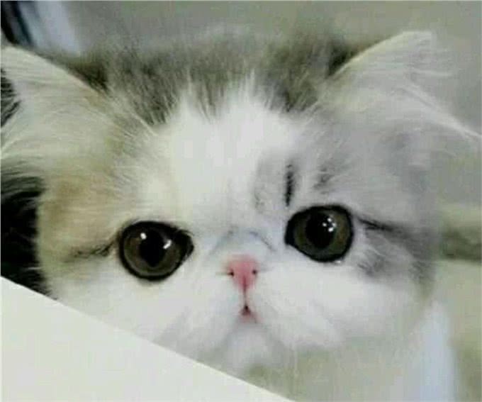 最萌的猫,加菲猫