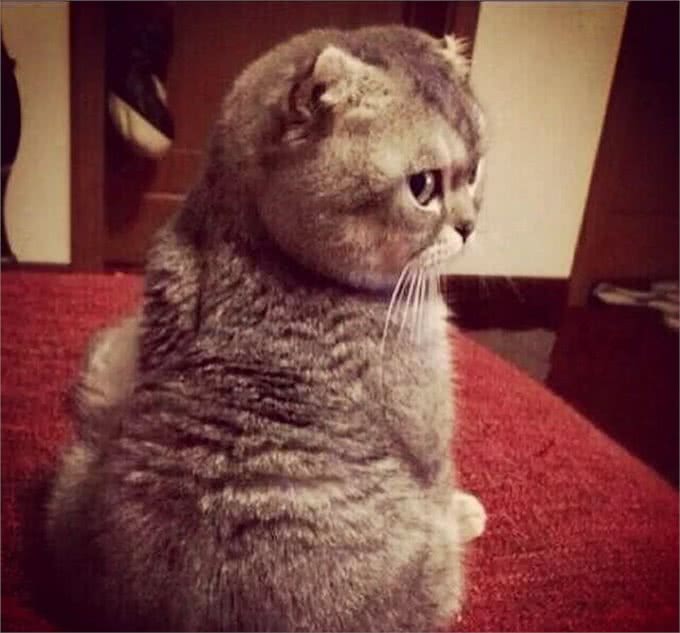 最萌的猫,加菲猫