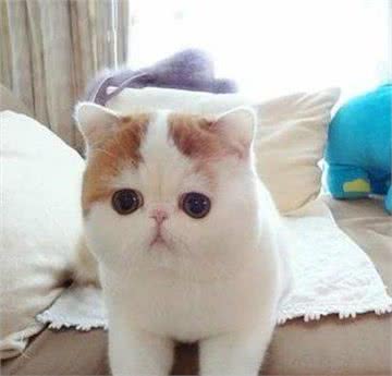 最萌的猫,加菲猫
