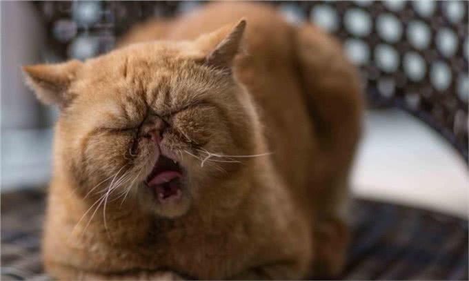 最萌的猫,加菲猫