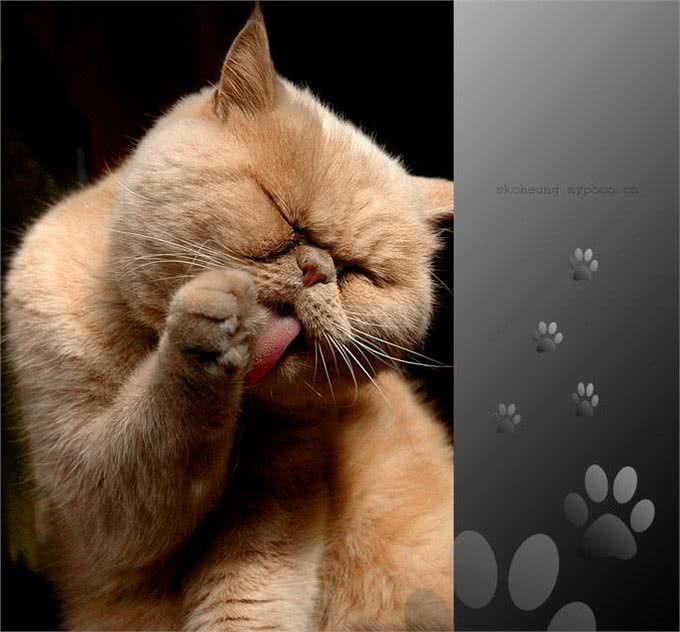 最萌的猫,加菲猫
