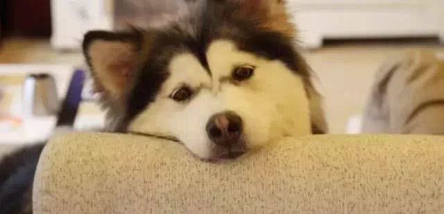 狗狗产后恶露的处理!
