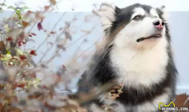 狗狗产后恶露的处理!