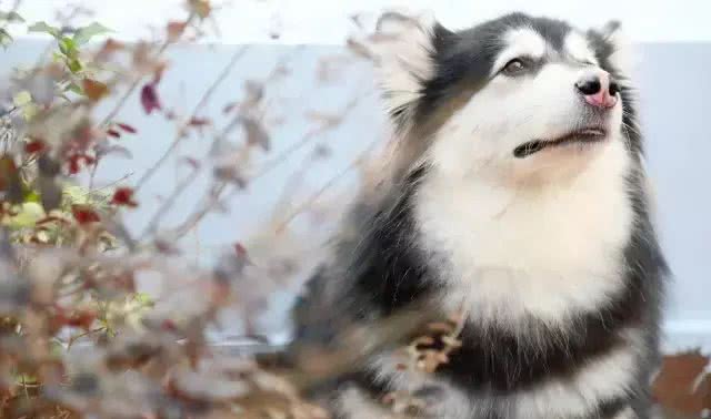 狗狗产后恶露的处理!
