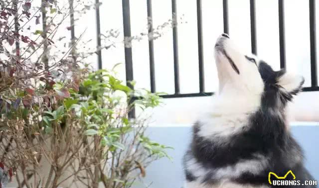狗狗产后恶露的处理!