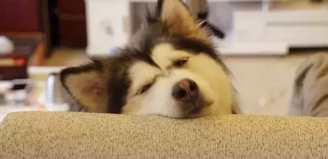 狗狗产后恶露的处理!