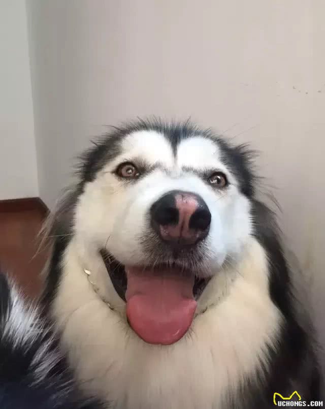 狗狗产后恶露的处理!