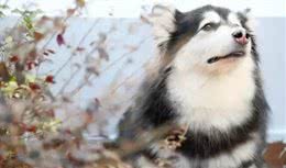 狗狗产后恶露的处理!