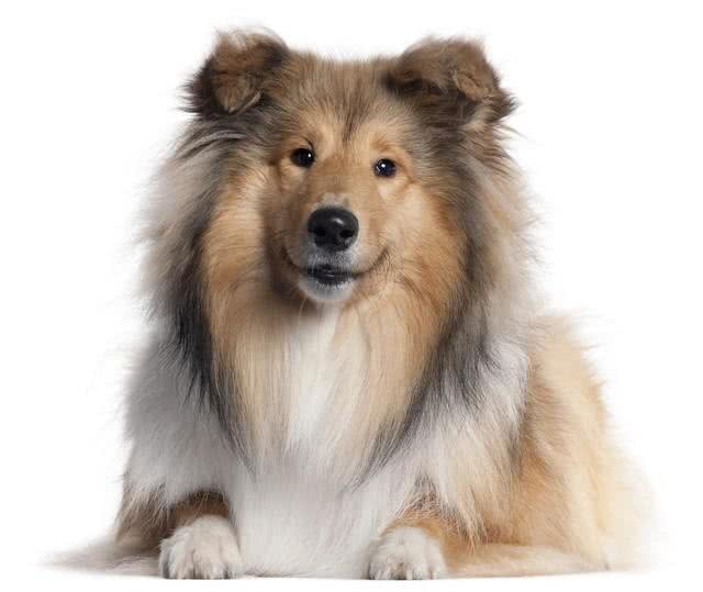 关于苏格兰牧羊犬的二十个冷知识