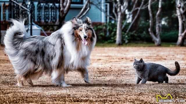关于苏格兰牧羊犬的二十个冷知识