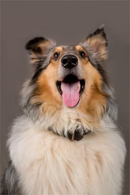 关于苏格兰牧羊犬的二十个冷知识