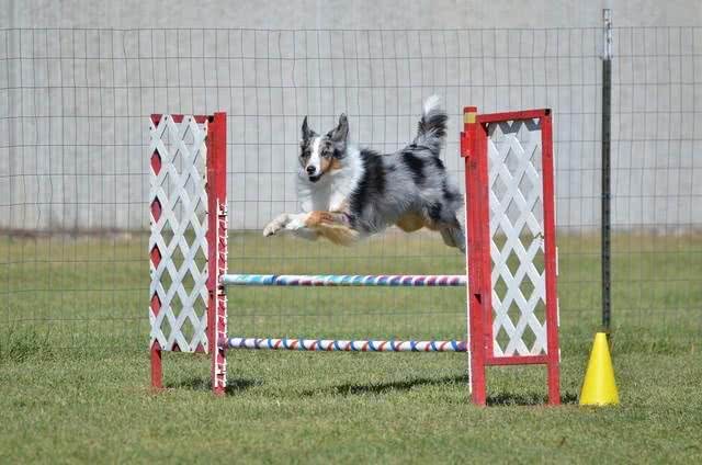 关于苏格兰牧羊犬的二十个冷知识