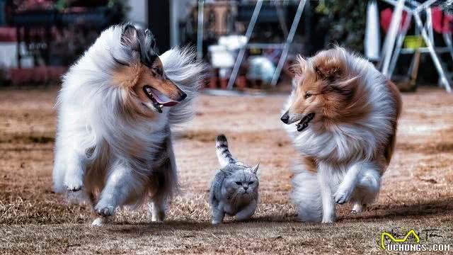 关于苏格兰牧羊犬的二十个冷知识