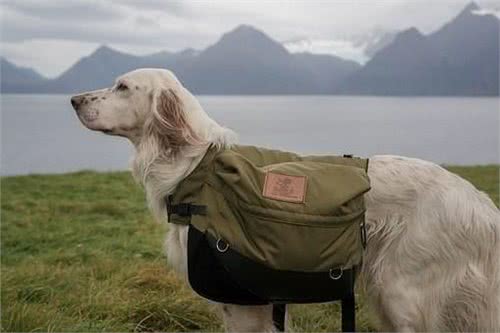 盘点十种搜救犬品种，拉布拉多上榜