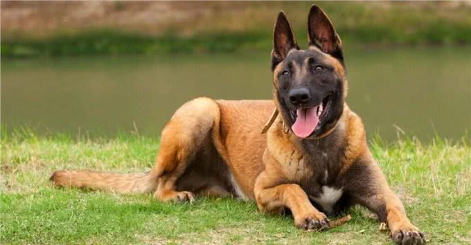 盘点十种搜救犬品种，拉布拉多上榜