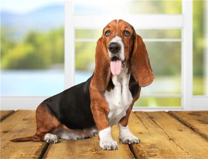 盘点十种搜救犬品种，拉布拉多上榜