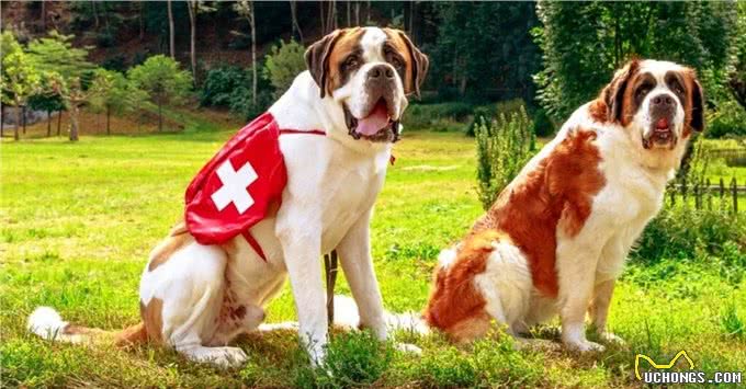 盘点十种搜救犬品种，拉布拉多上榜