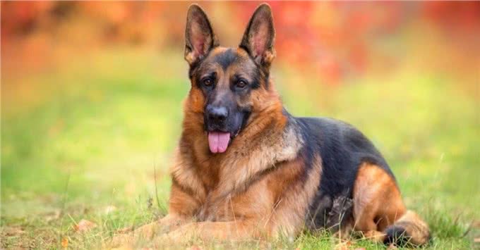 盘点十种搜救犬品种，拉布拉多上榜